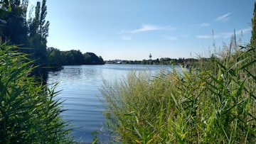 Lakeside Reeds and Calm Waters