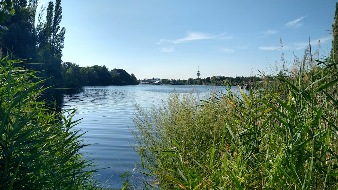 Lakeside Reeds and Calm Waters