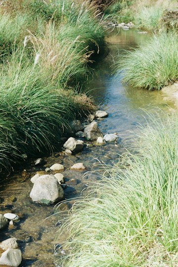 Tranquil Riverside Stream