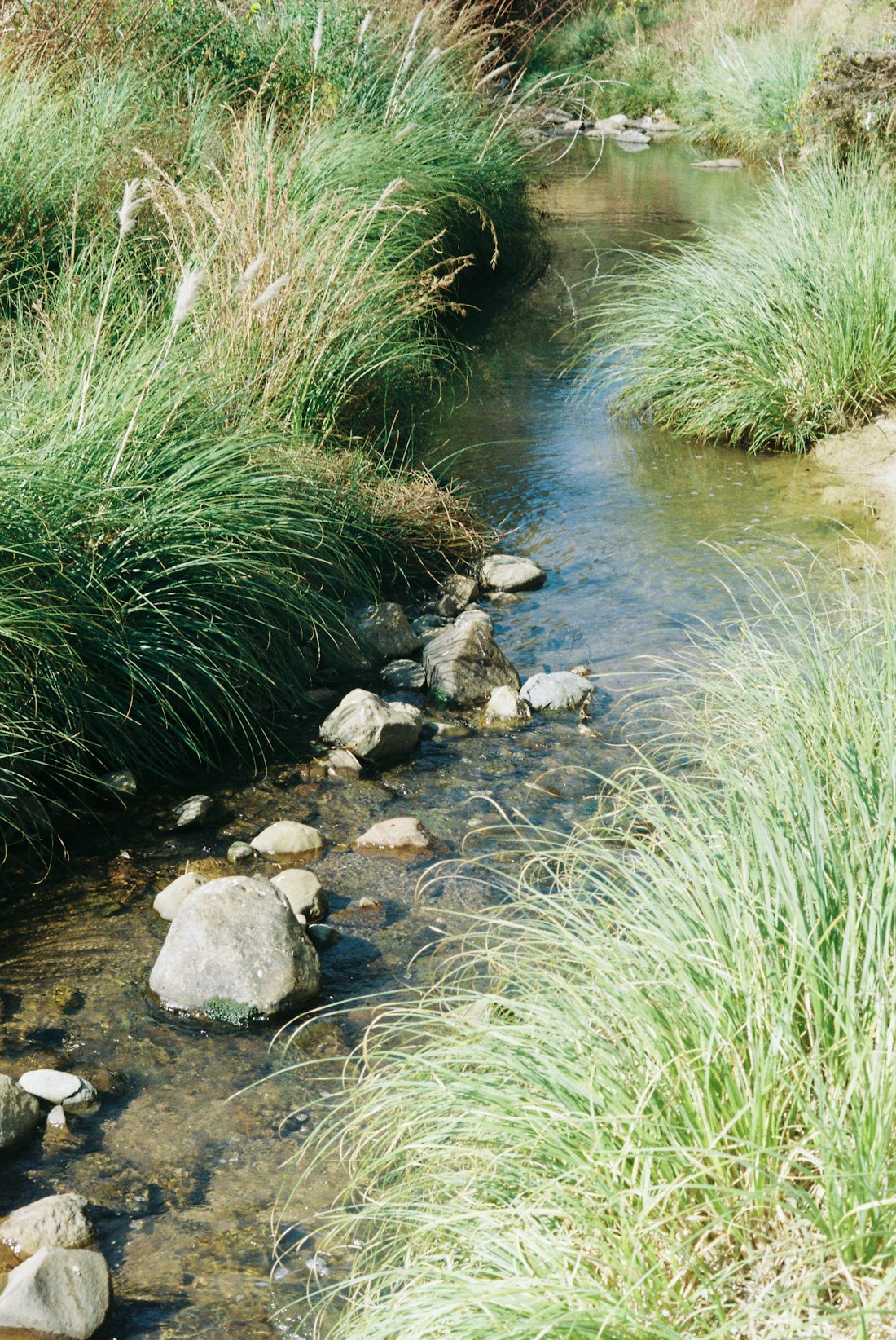 Tranquil Riverside Stream