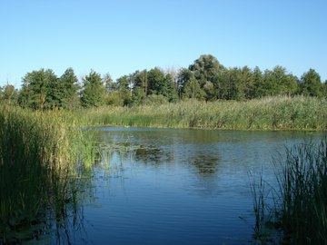 Serene Riverside Landscape
