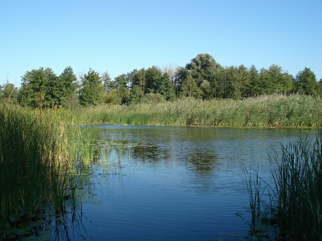 Serene Riverside Landscape