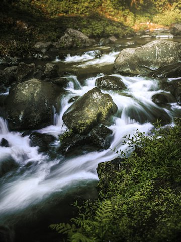 Forest Stream Over Mossy Rocks