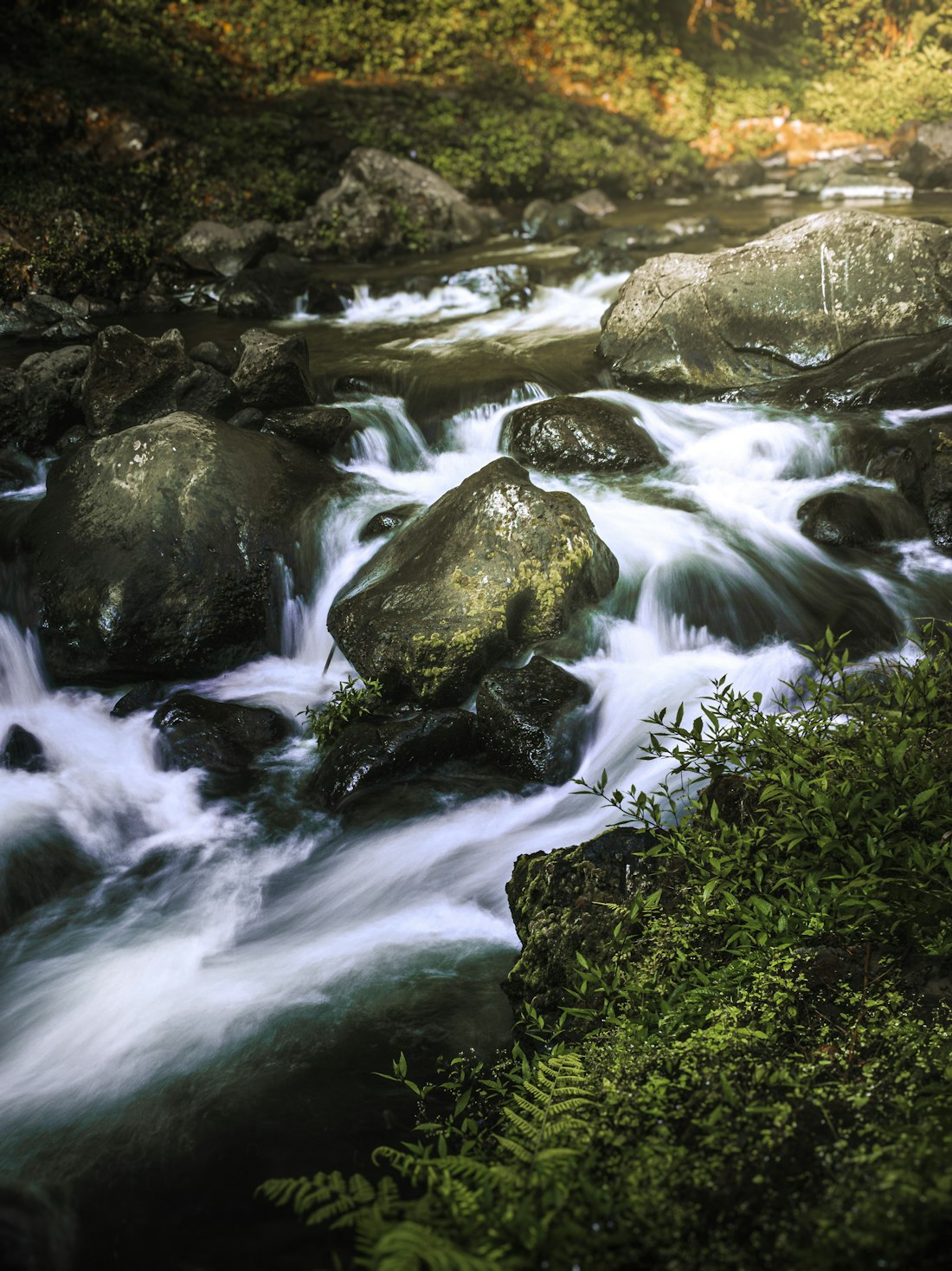 Forest Stream Over Mossy Rocks
