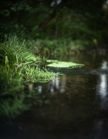 Serene Grassy Riverbank