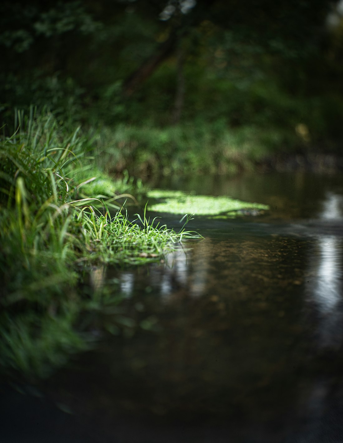 Serene Grassy Riverbank